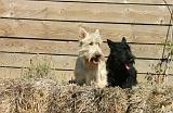 SCOTTISH TERRIER 258